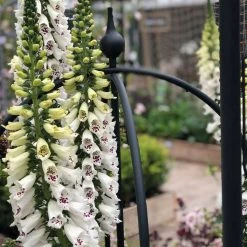 Agriframes STYLES & COLLECTIONS Rose Obelisk