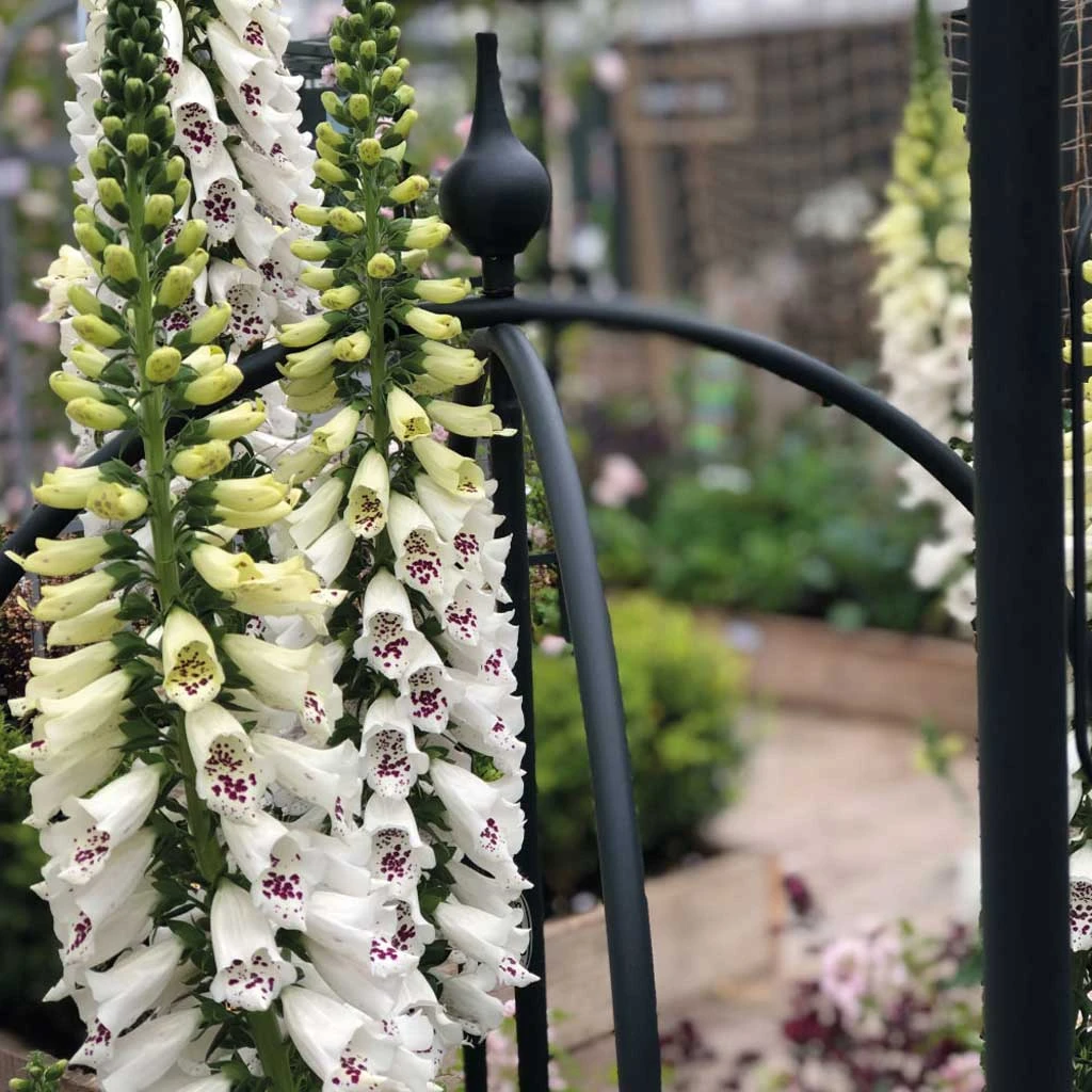 Agriframes STYLES & COLLECTIONS Rose Obelisk 3 Agriframes STYLES & COLLECTIONS Rose Obelisk