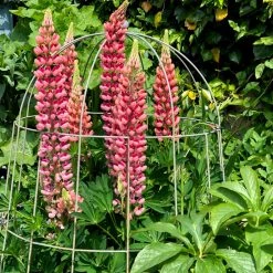 Agriframes Elegance Bell Cloche STYLES & COLLECTIONS