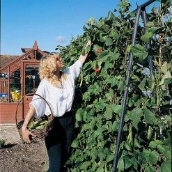 Agriframes STYLES & COLLECTIONS Runner Bean Frame