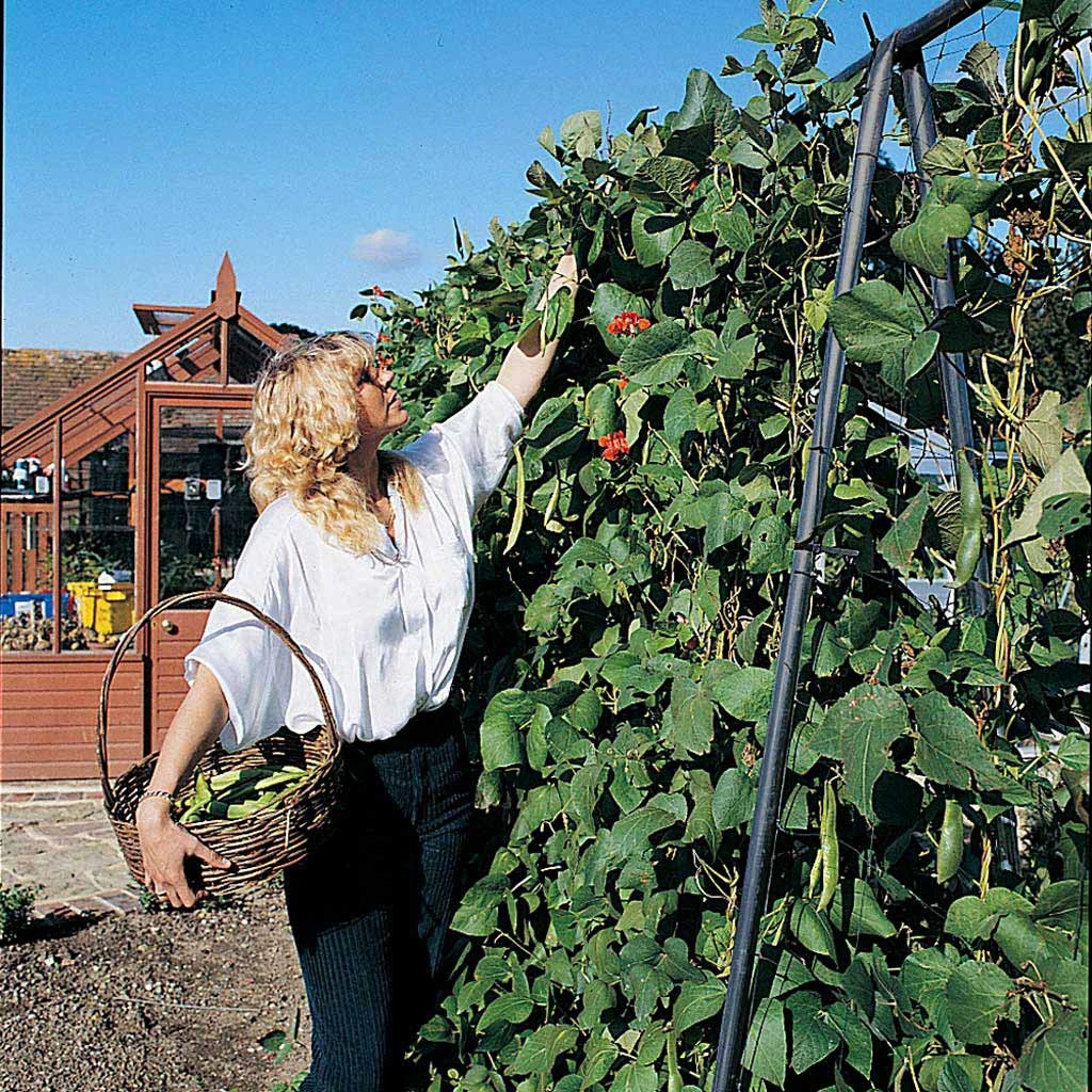 Agriframes STYLES & COLLECTIONS Runner Bean Frame 4 Agriframes STYLES & COLLECTIONS Runner Bean Frame