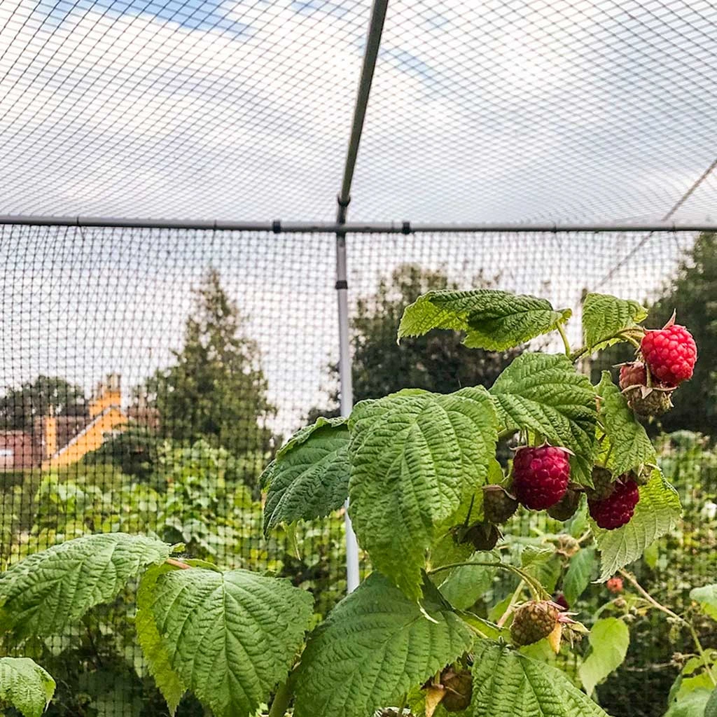 Agriframes Superior Fruit Cage - Dove Grey STYLES & COLLECTIONS 6 Agriframes Superior Fruit Cage - Dove Grey STYLES & COLLECTIONS