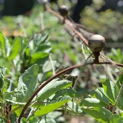 Agriframes Elegance Pea & Bean Hoops With Round Finial