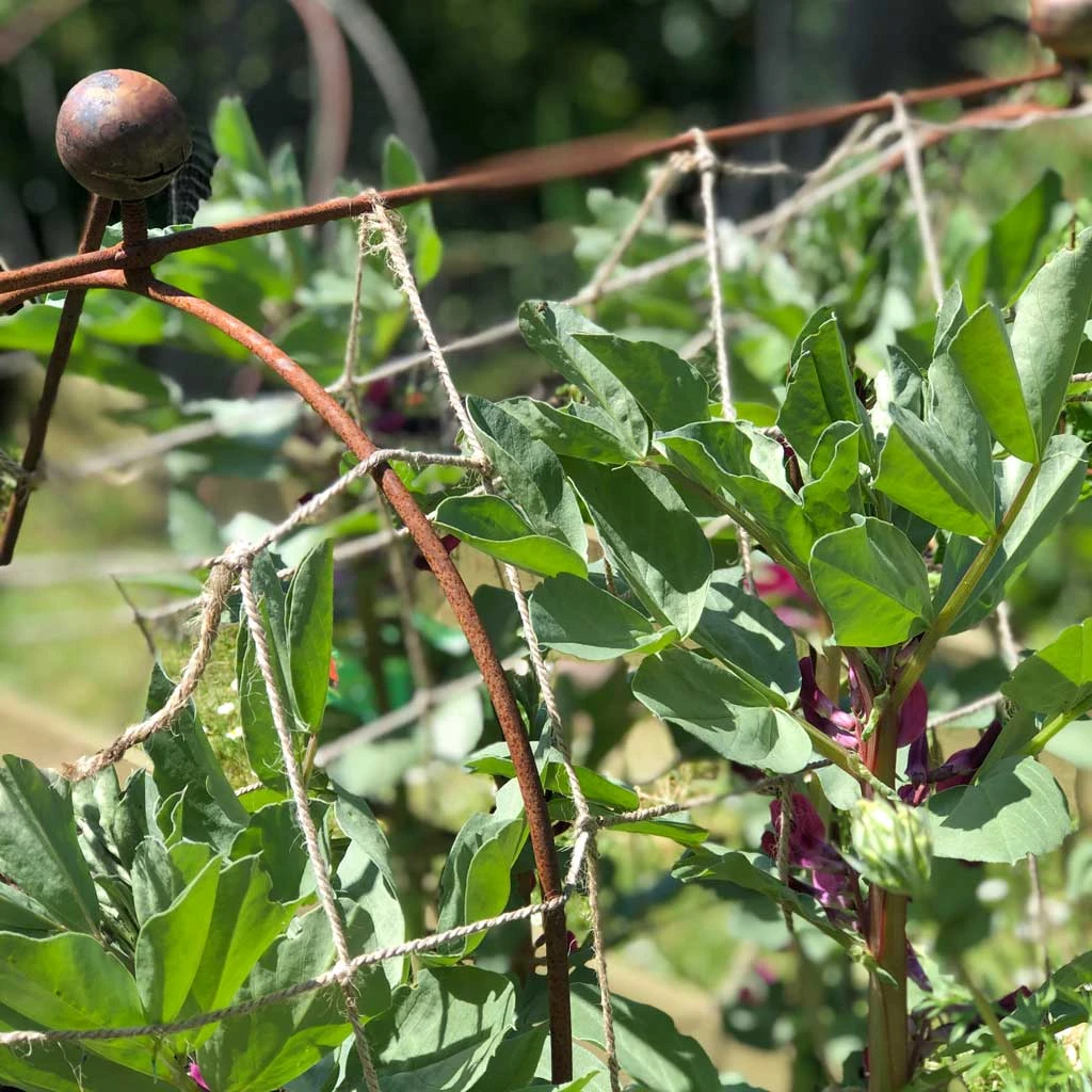 Agriframes Elegance Pea & Bean Hoops With Round Finial 6 Agriframes Elegance Pea & Bean Hoops With Round Finial