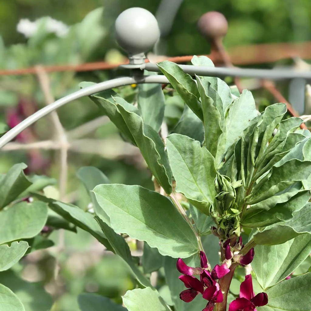 Agriframes Elegance Pea & Bean Hoops With Round Finial 7 Agriframes Elegance Pea & Bean Hoops With Round Finial