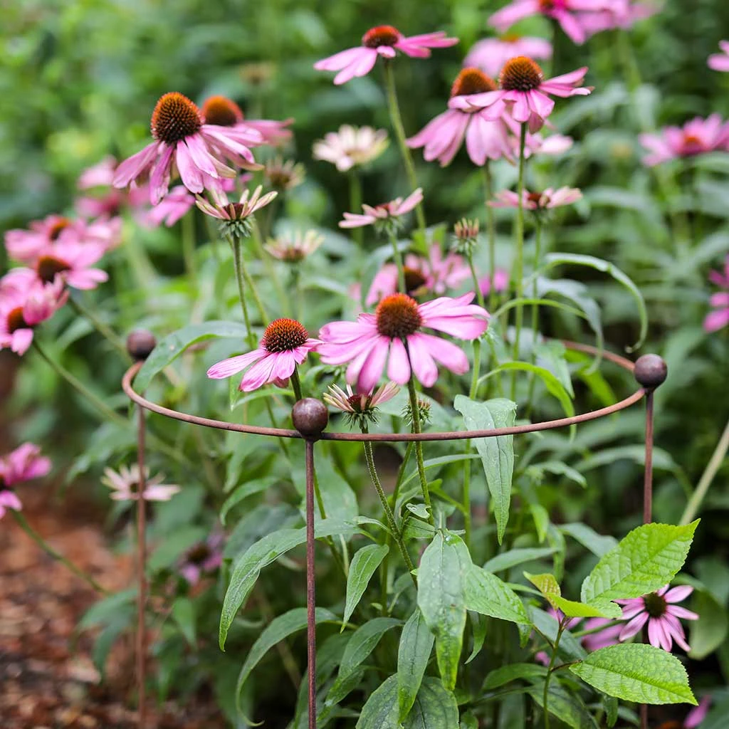 Agriframes STYLES & COLLECTIONS Circular Plant Support - Set Of 3 - S/M/L 7 Agriframes STYLES & COLLECTIONS Circular Plant Support - Set Of 3 - S/M/L