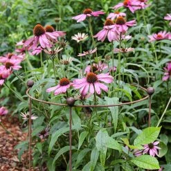 Agriframes STYLES & COLLECTIONS Circular Plant Support - Rustic