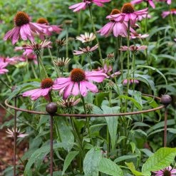 Agriframes STYLES & COLLECTIONS Circular Plant Support - Rustic 10 Agriframes STYLES & COLLECTIONS Circular Plant Support - Rustic