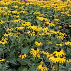 Agriframes STYLES & COLLECTIONS Circular Plant Support - Rustic 9 Agriframes STYLES & COLLECTIONS Circular Plant Support - Rustic