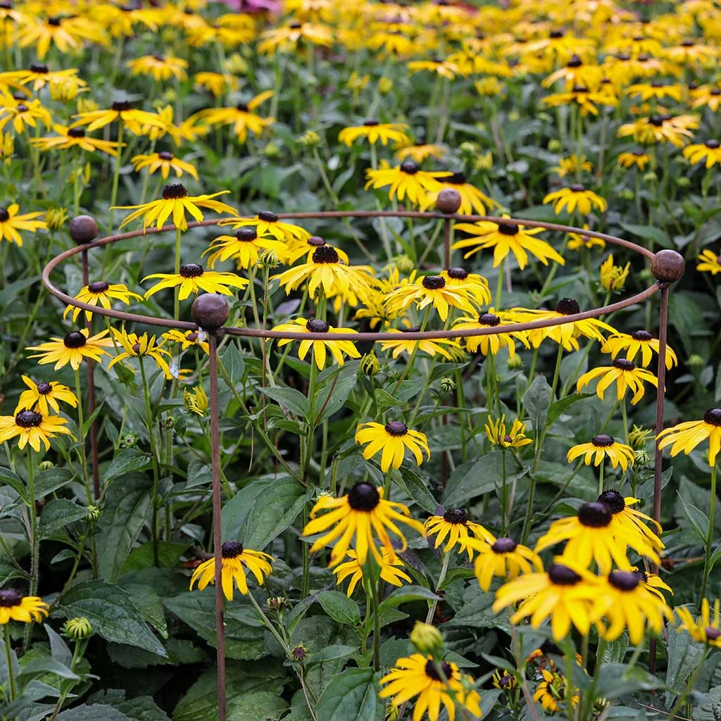 Agriframes STYLES & COLLECTIONS Circular Plant Support - Rustic 5 Agriframes STYLES & COLLECTIONS Circular Plant Support - Rustic