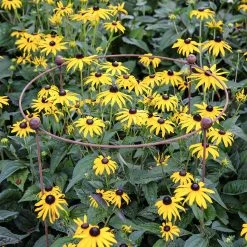 Agriframes STYLES & COLLECTIONS Circular Plant Support - Rustic 11 Agriframes STYLES & COLLECTIONS Circular Plant Support - Rustic