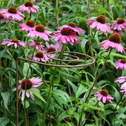 Agriframes STYLES & COLLECTIONS Spiral Plant Support, Rustic - Set Of 3