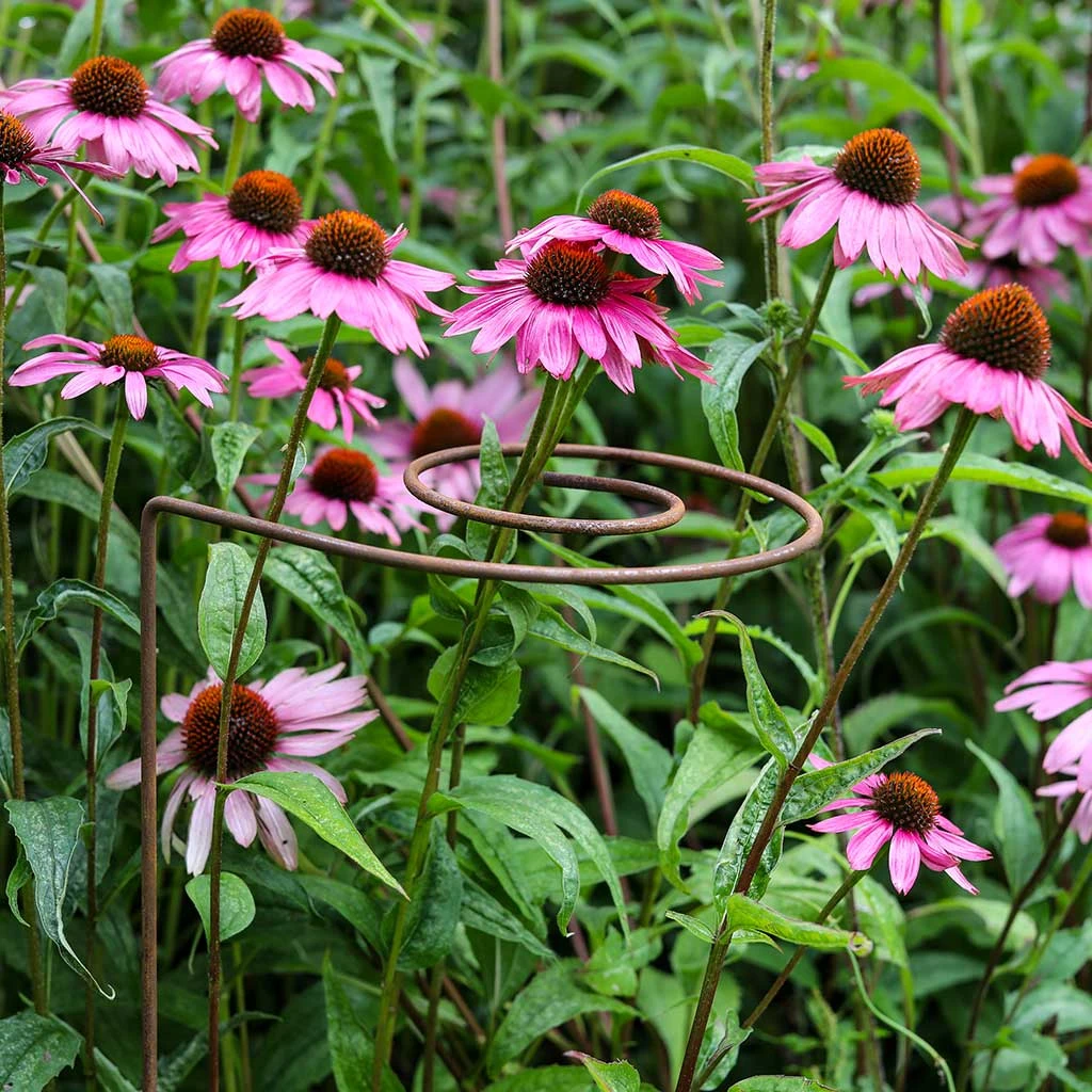 Agriframes STYLES & COLLECTIONS Spiral Plant Support, Rustic - Set Of 3 3 Agriframes STYLES & COLLECTIONS Spiral Plant Support, Rustic - Set Of 3