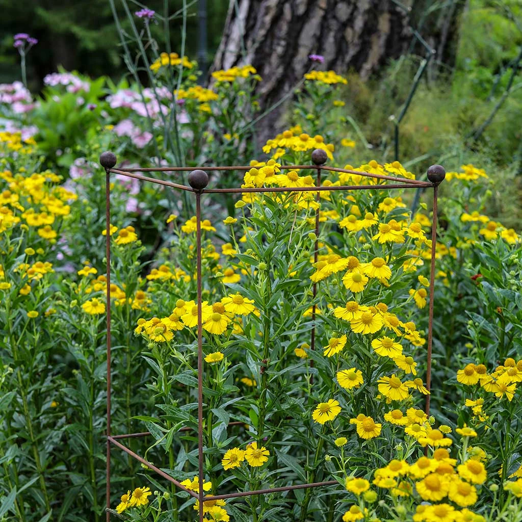 Agriframes Tower Tall Plant Support - Set Of 3 - S/M/L 7 Agriframes Tower Tall Plant Support - Set Of 3 - S/M/L