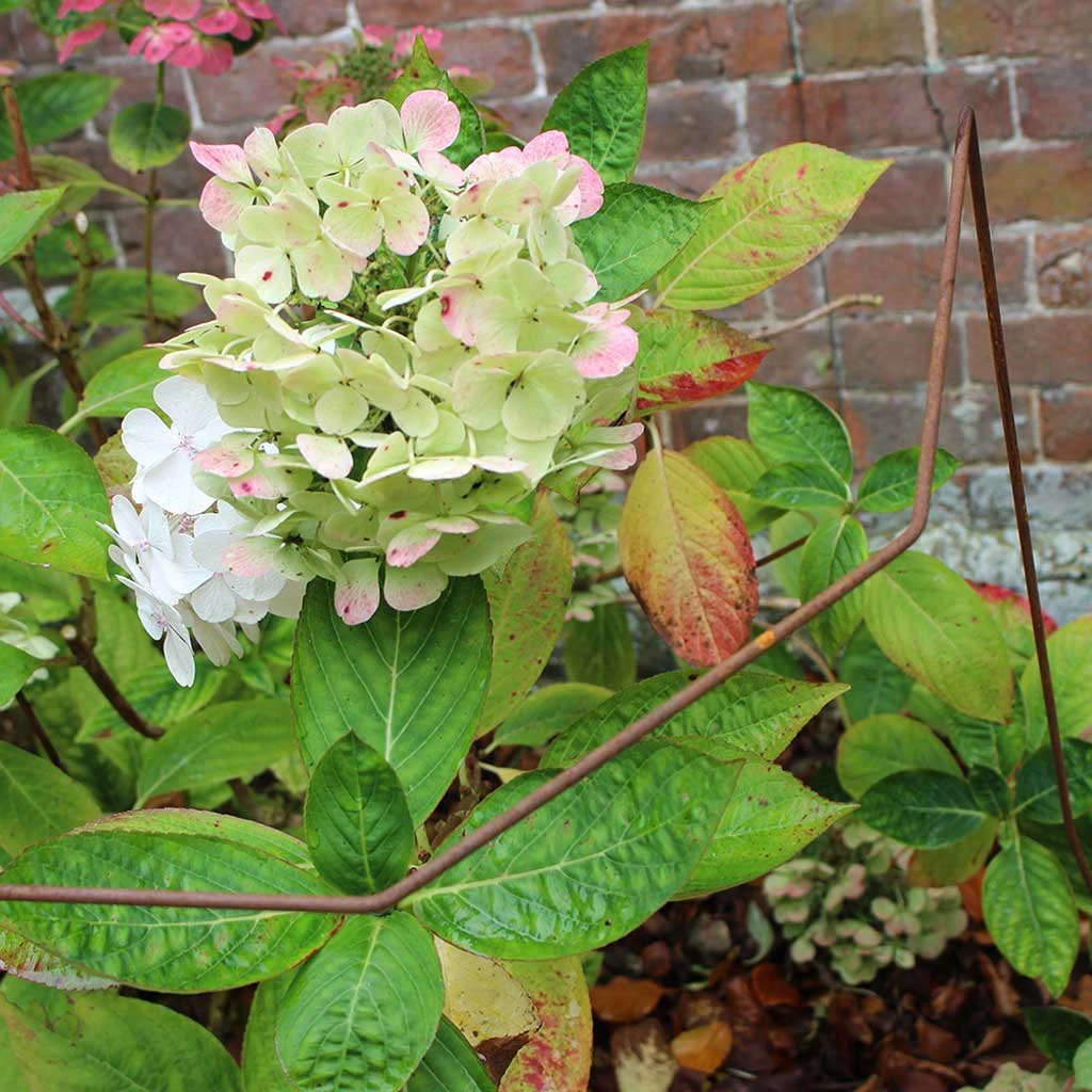 Agriframes Elegance Plant Support STYLES & COLLECTIONS 5 Agriframes Elegance Plant Support STYLES & COLLECTIONS