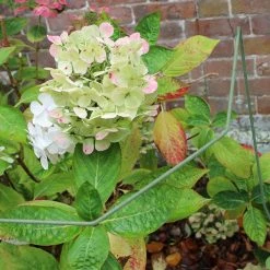 Agriframes Elegance Plant Support STYLES & COLLECTIONS 12 Agriframes Elegance Plant Support STYLES & COLLECTIONS