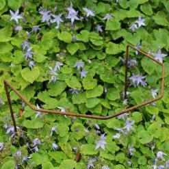 Agriframes Elegance Plant Support STYLES & COLLECTIONS 15 Agriframes Elegance Plant Support STYLES & COLLECTIONS