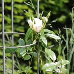 Agriframes Elegance Rose Umbrella 12 Agriframes Elegance Rose Umbrella