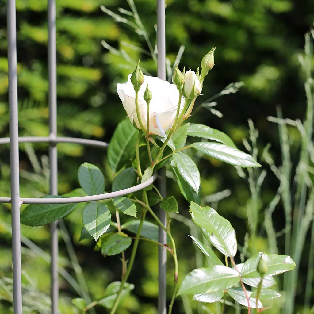 Agriframes Elegance Rose Umbrella 5 Agriframes Elegance Rose Umbrella