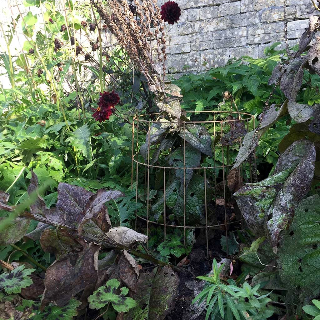 Agriframes Elegance Round Plant Support 4 Agriframes Elegance Round Plant Support