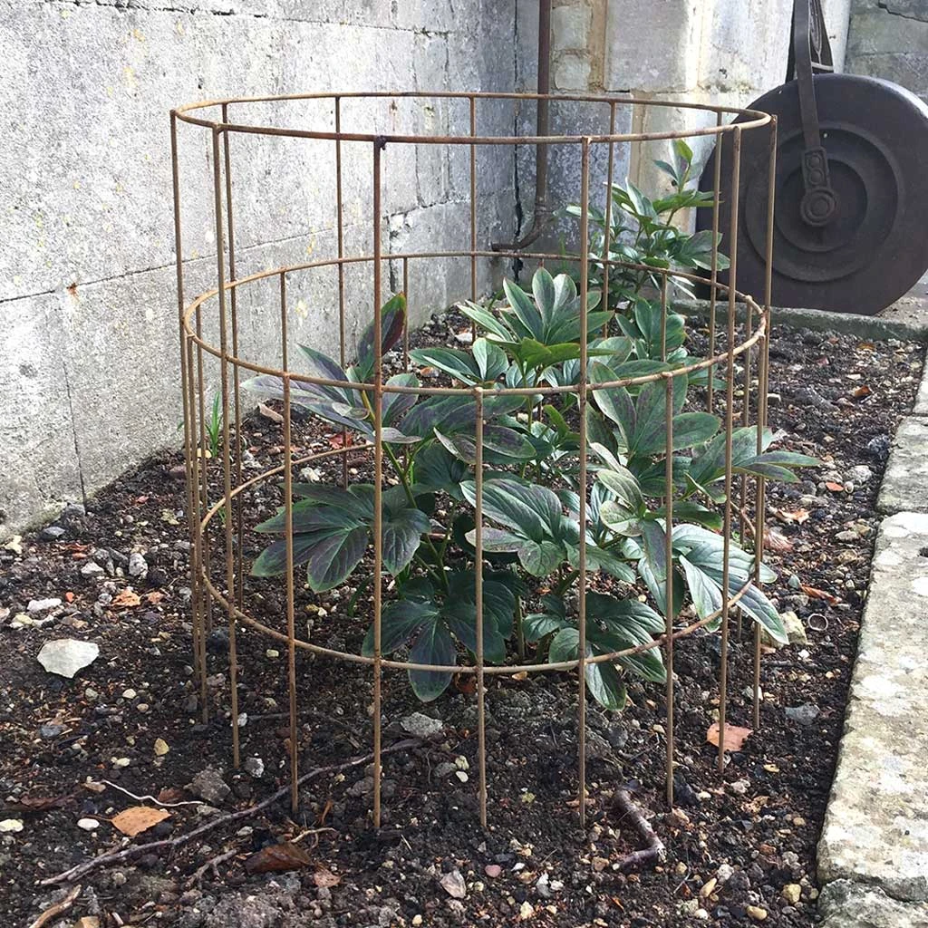 Agriframes Elegance Round Plant Support 8 Agriframes Elegance Round Plant Support