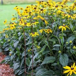 Agriframes STYLES & COLLECTIONS Tall Fluted Plant Support