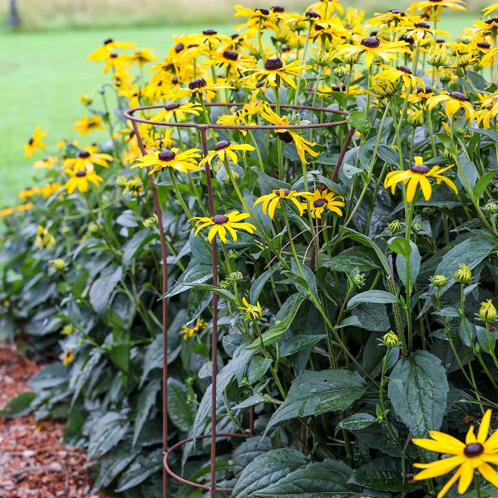 Agriframes STYLES & COLLECTIONS Tall Fluted Plant Support 3 Agriframes STYLES & COLLECTIONS Tall Fluted Plant Support