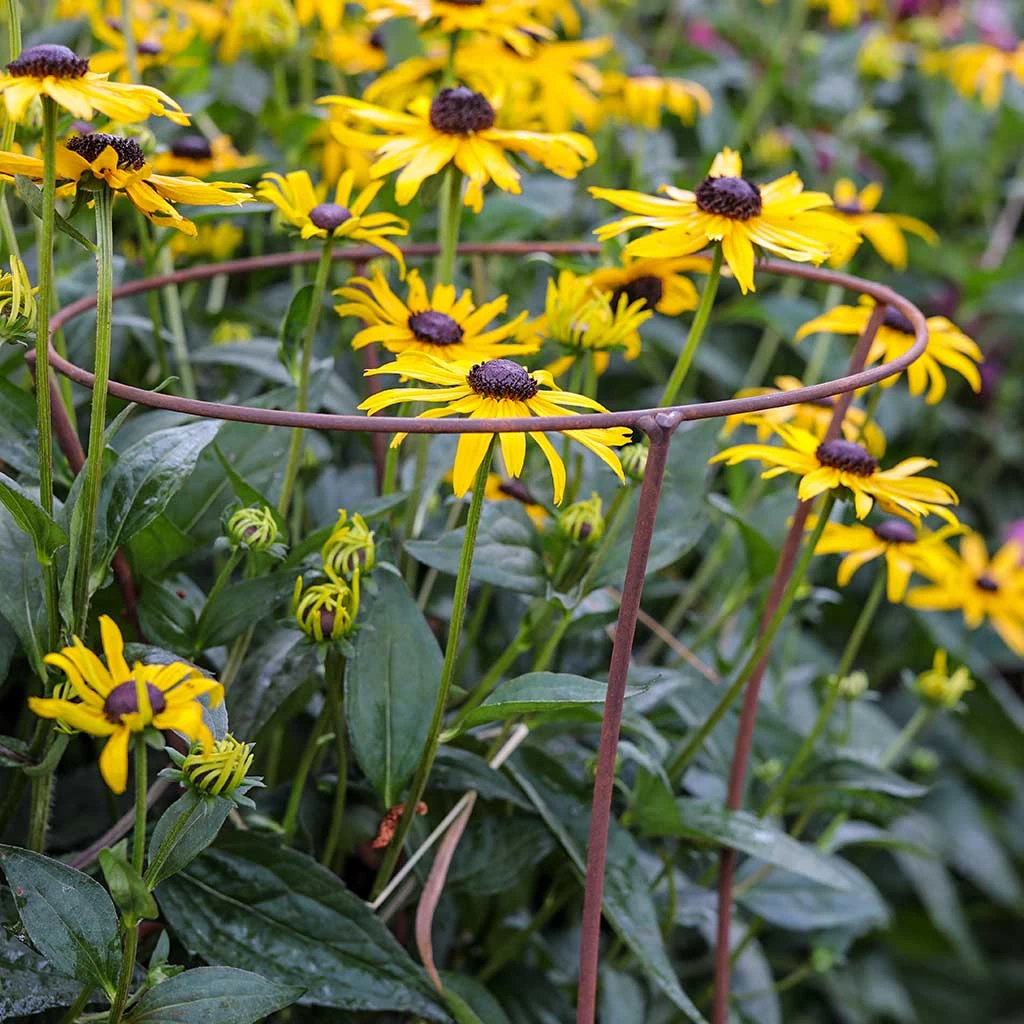 Agriframes STYLES & COLLECTIONS Tall Fluted Plant Support 4 Agriframes STYLES & COLLECTIONS Tall Fluted Plant Support