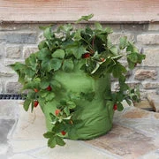 Agriframes Strawberry And Herb Planter (Pack Of 2) STYLES & COLLECTIONS