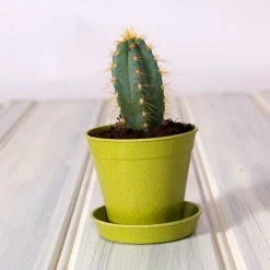 Agriframes Bamboo Pots And Saucers