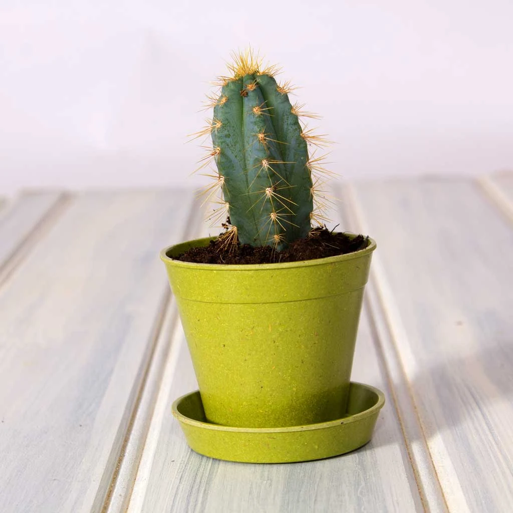 Agriframes Bamboo Pots And Saucers 4 Agriframes Bamboo Pots And Saucers