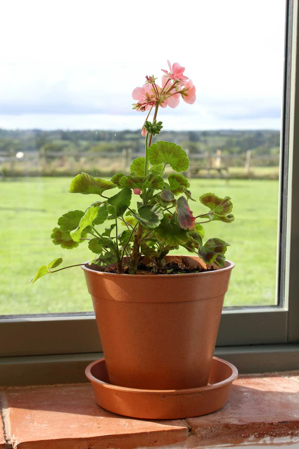 Agriframes Bamboo Pots And Saucers 5 Agriframes Bamboo Pots And Saucers