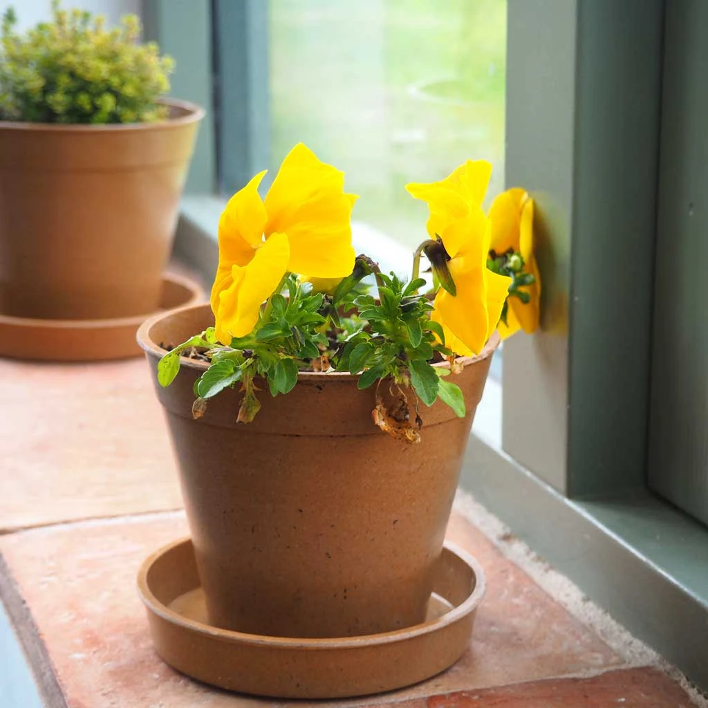 Agriframes Bamboo Pots And Saucers 6 Agriframes Bamboo Pots And Saucers