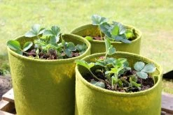 Agriframes Vigoroot™ Pots & Planters
