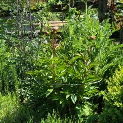 Agriframes STYLES & COLLECTIONS Fluted Peony Support 11 Agriframes STYLES & COLLECTIONS Fluted Peony Support