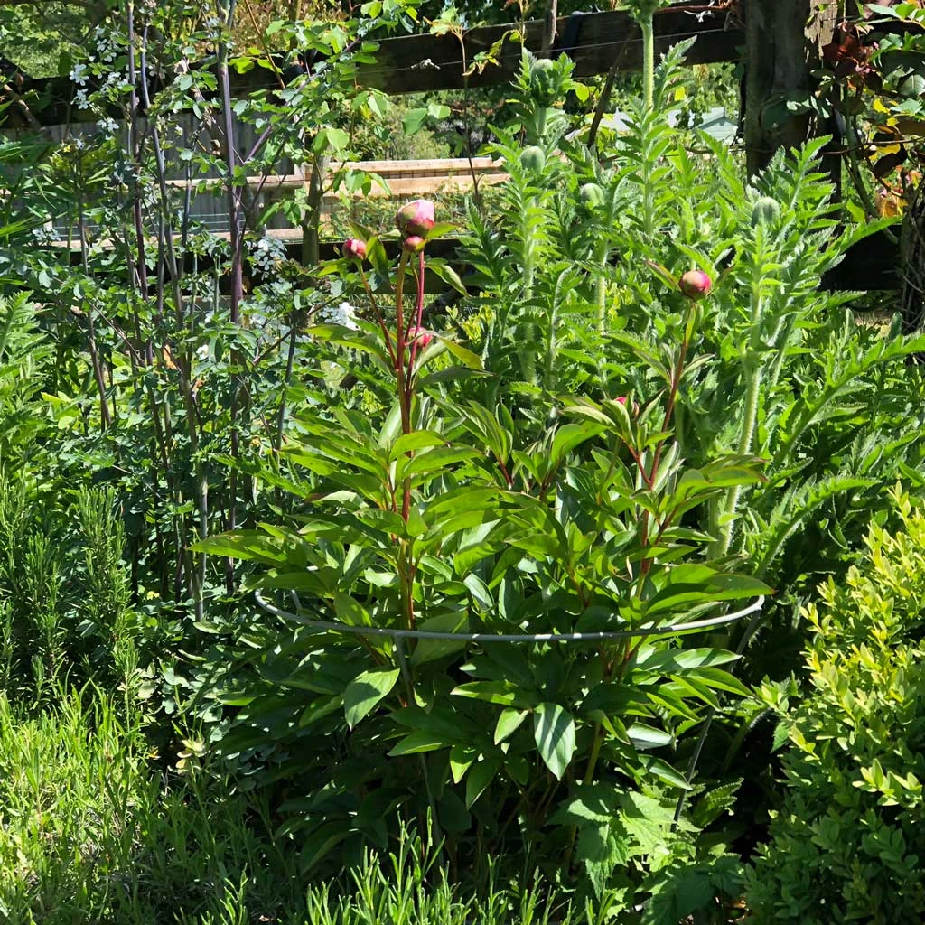 Agriframes STYLES & COLLECTIONS Fluted Peony Support 5 Agriframes STYLES & COLLECTIONS Fluted Peony Support