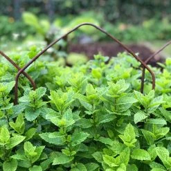 Agriframes Border Edging Hoops (Pk Of 6) 11 Agriframes Border Edging Hoops (Pk Of 6)