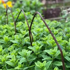 Agriframes Border Edging Hoops (Pk Of 6)