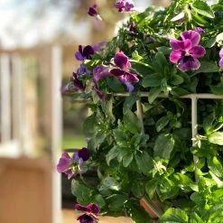 Agriframes Basket Obelisk