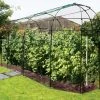 Agriframes STYLES & COLLECTIONS Victorian Classic Fruit Cage 1 Agriframes STYLES & COLLECTIONS Victorian Classic Fruit Cage