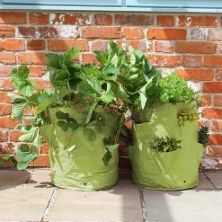 Agriframes Strawberry And Herb Planter (Pack Of 2) STYLES & COLLECTIONS