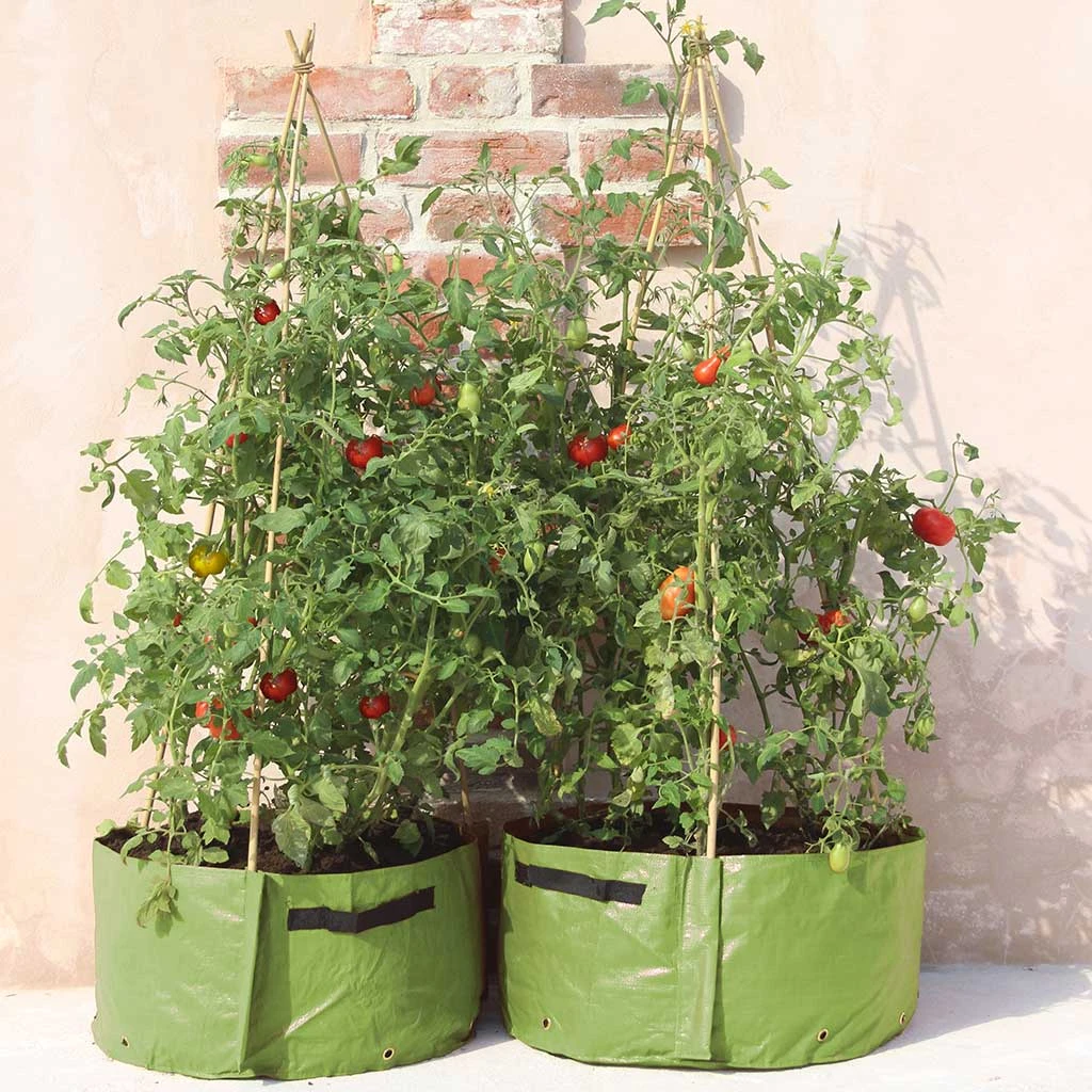 Agriframes Tomato Patio Planter (Pack Of 2) STYLES & COLLECTIONS 4 Agriframes Tomato Patio Planter (Pack Of 2) STYLES & COLLECTIONS
