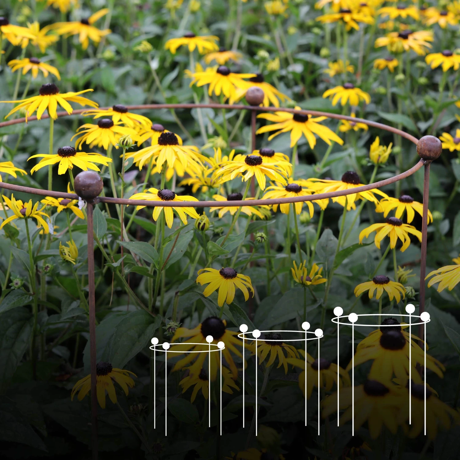 Agriframes STYLES & COLLECTIONS Circular Plant Support - Set Of 3 - S/M/L 3 Agriframes STYLES & COLLECTIONS Circular Plant Support - Set Of 3 - S/M/L