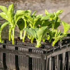 Agriframes STYLES & COLLECTIONS Rapid Rootrainers 10 Agriframes STYLES & COLLECTIONS Rapid Rootrainers