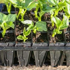 Agriframes STYLES & COLLECTIONS Rapid Rootrainers 11 Agriframes STYLES & COLLECTIONS Rapid Rootrainers