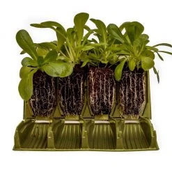 Agriframes Rapid Rootrainers Replacement Books (Set Of 8) STYLES & COLLECTIONS