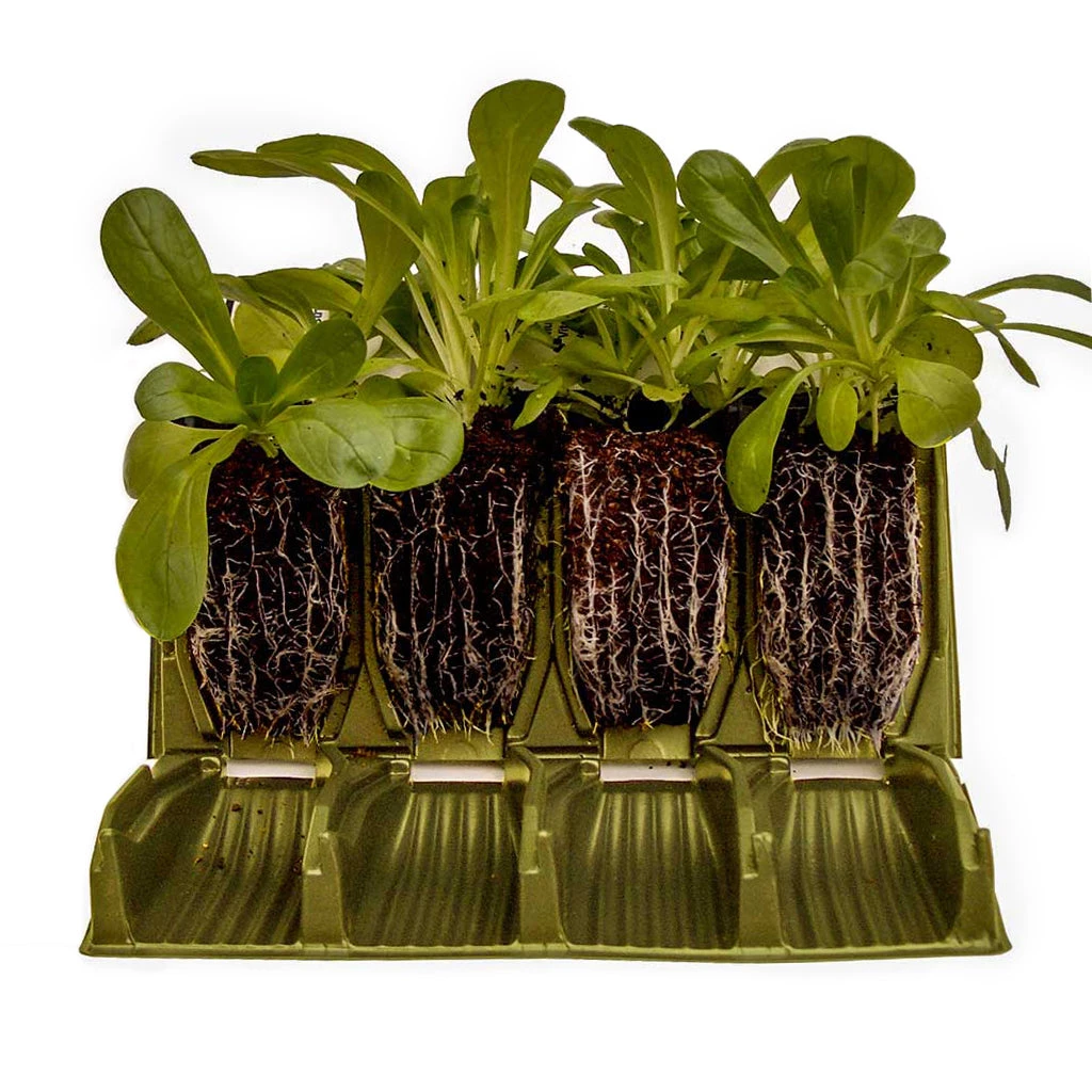 Agriframes Rapid Rootrainers Replacement Books (Set Of 8) STYLES & COLLECTIONS 3 Agriframes Rapid Rootrainers Replacement Books (Set Of 8) STYLES & COLLECTIONS