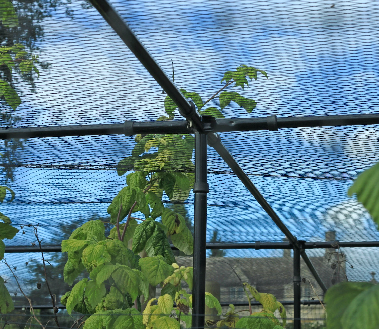 Agriframes Superior Fruit Cage - Traditional Matt Black 10 Agriframes Superior Fruit Cage - Traditional Matt Black
