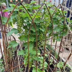 Agriframes STYLES & COLLECTIONS Elegance Pea Frame 7 Agriframes STYLES & COLLECTIONS Elegance Pea Frame