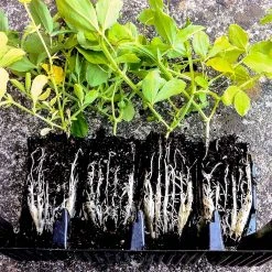 Agriframes STYLES & COLLECTIONS Rapid Rootrainers 12 Agriframes STYLES & COLLECTIONS Rapid Rootrainers